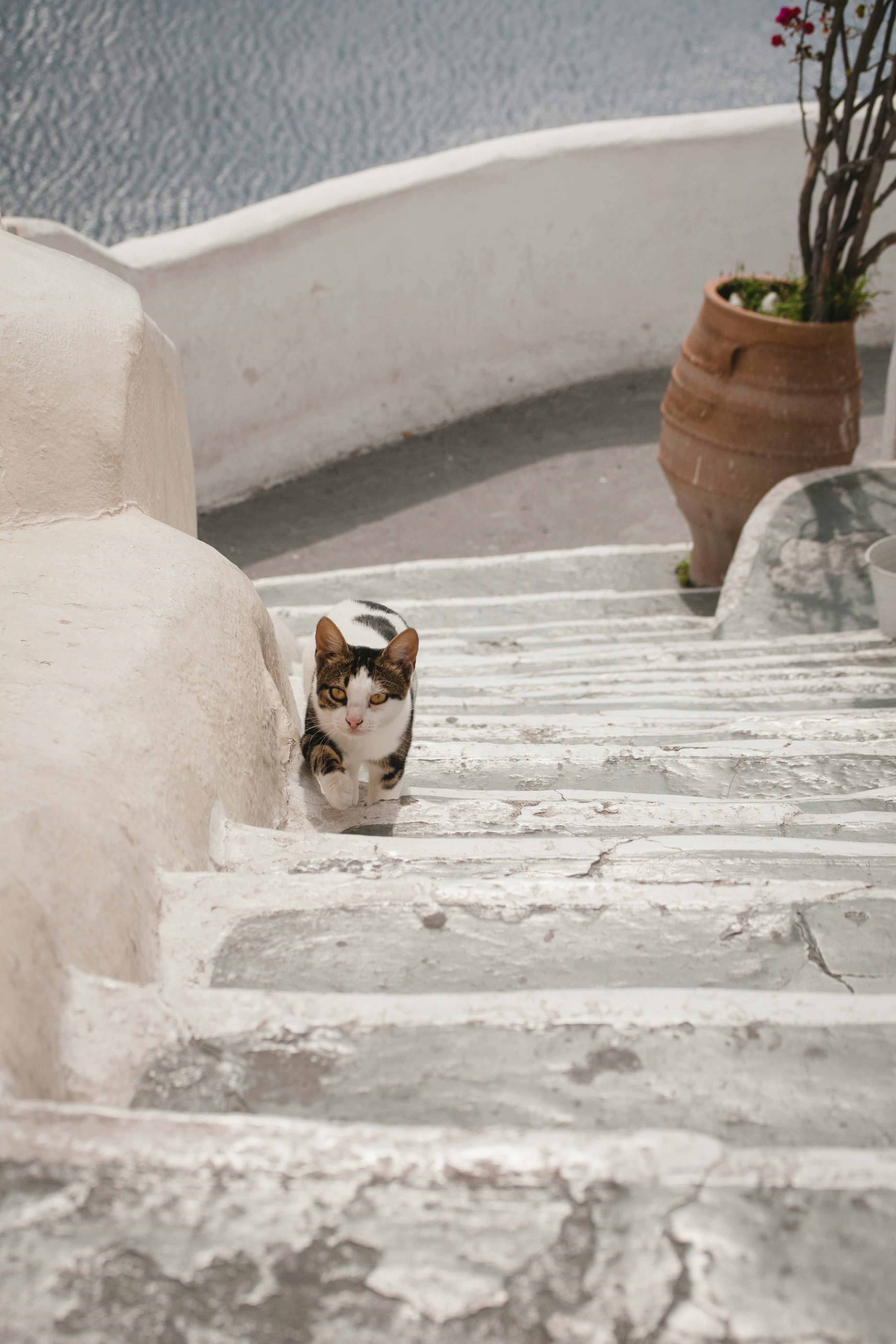 Cat personality